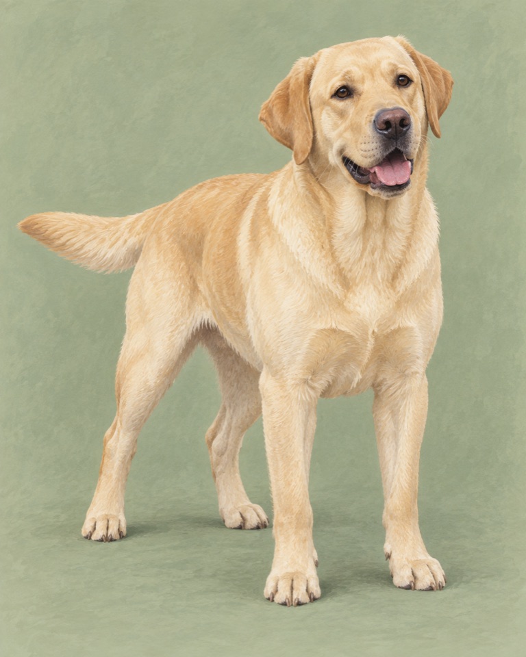 Editorial illustration of a yellow Labrador Retriever standing against a soft green background